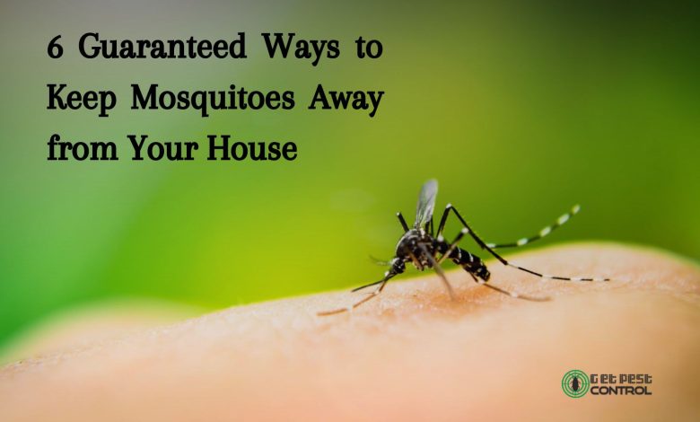 6 Guaranteed Ways to Keep Mosquitoes Away from Your House