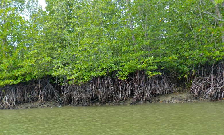 Save The Mangroves
