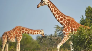 Save The Giraffes