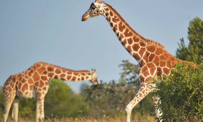 Save The Giraffes