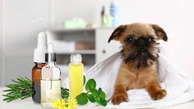 Salmon Oil for Dogs