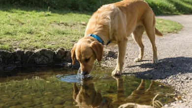 Dog Drinking Lots of Water